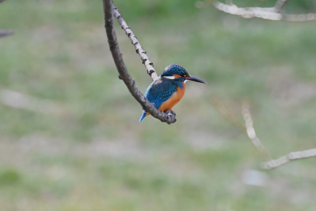 Ｋ川・中流域のいつものカワセミ♂ 