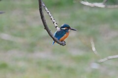 Ｋ川・中流域のいつものカワセミ♂ 