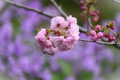 用水路・八重桜と・・