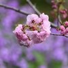 用水路・八重桜と・・