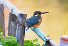 用水路・カワセミ♀若 