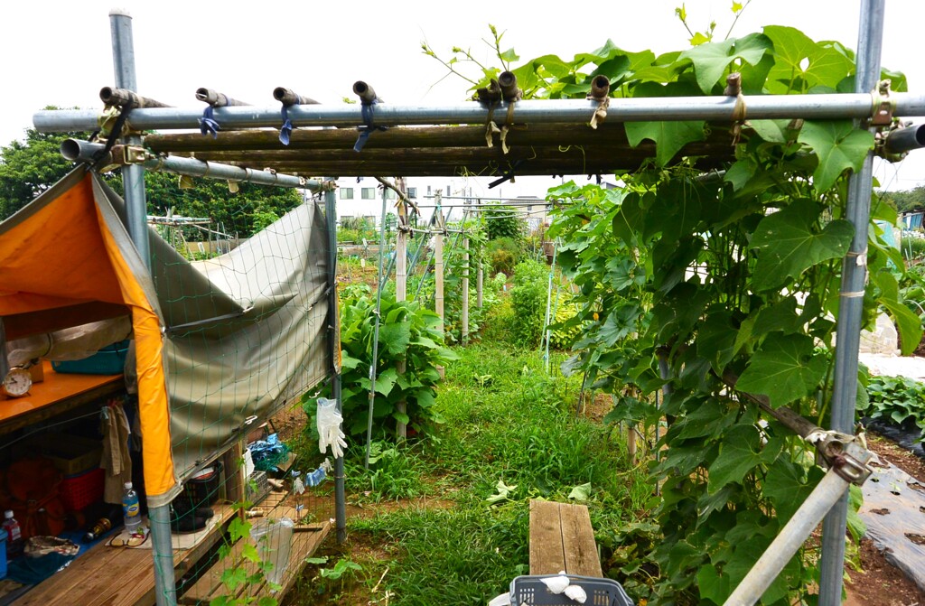 菜園・ジャングルの兆し (道具小屋とハヤトウリ棚) 