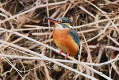 Ｋ川中流域・対岸の草に止まるカワセミ♀若