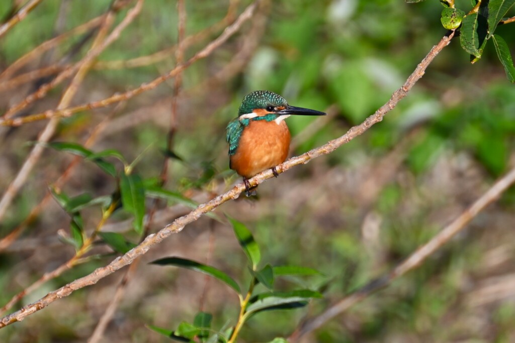 8時34~40分 6羽目（♂若）