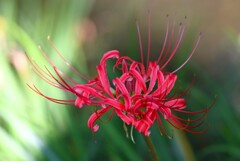 用水路・開花すすむヒガンバナ