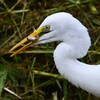 K川・ダイサギの食事