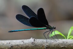 K川・ハグロトンボ♂