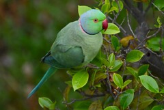 我が家のベランダより真下にワカケホンセイインコ 