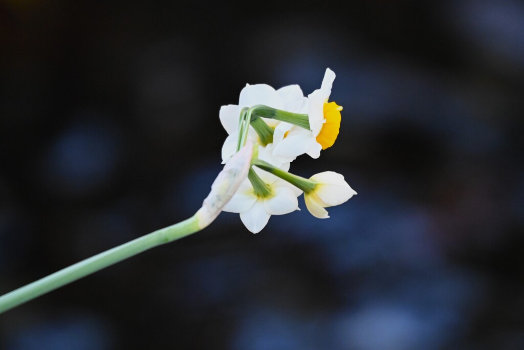 用水路・早くもスイセンの花が・・（最速一輪）