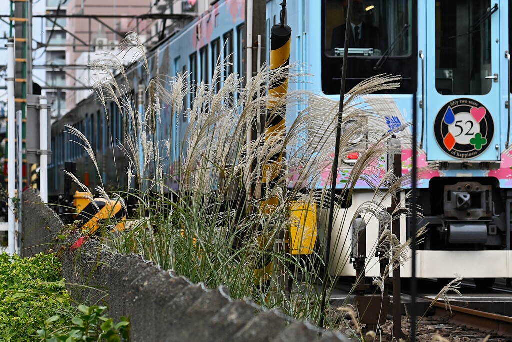 ススキ沿線・西武線52席の至福をバックにゆれるススキ