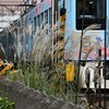 ススキ沿線・西武線52席の至福をバックにゆれるススキ