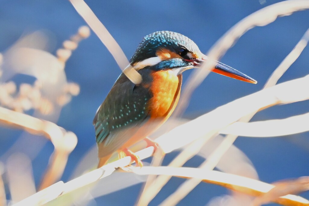 Ｋ川中流域・カワセミ♀若