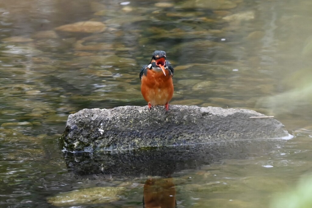 K川上流域・ペリット吐いた後のカワセミ♀若