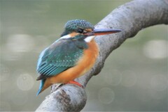 都内公園のカワセミ♀