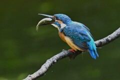都内公園・魚を捕まえたカワセミ♂