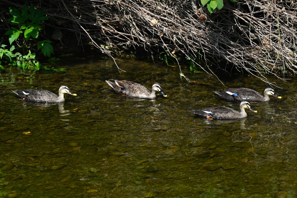 K川・下流域のカルガモ、大きいひな3羽