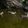K川・下流域のカルガモ、大きいひな3羽