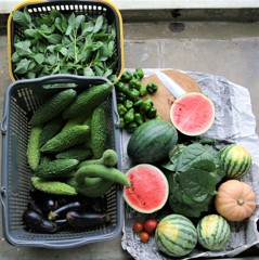 2018.9.2.菜園の収穫