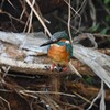 K川・カワセミ♂若B個体.
