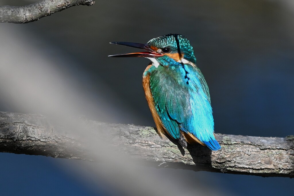 Ｋ川中流域・♀を呼ぶカワセミ♂