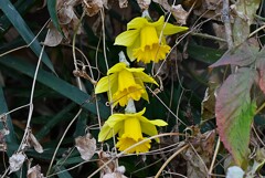 用水路・咲き始めたラッパズイセン黄色