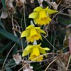 用水路・咲き始めたラッパズイセン黄色