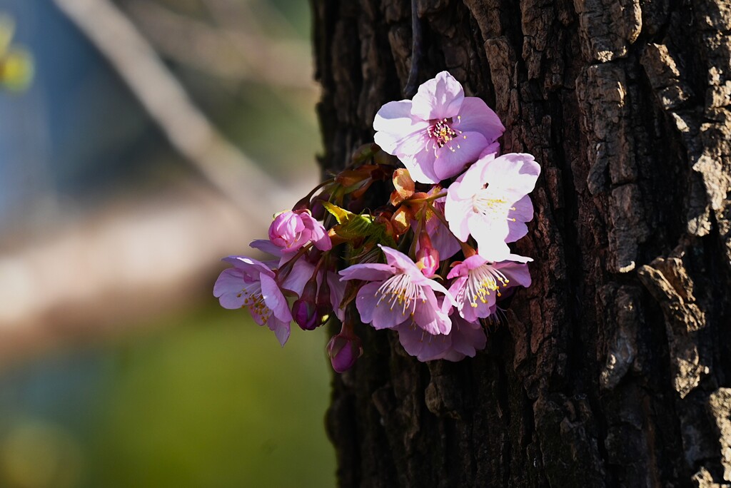 用水路・クヌギに咲く河津桜？