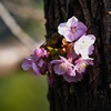 用水路・クヌギに咲く河津桜？