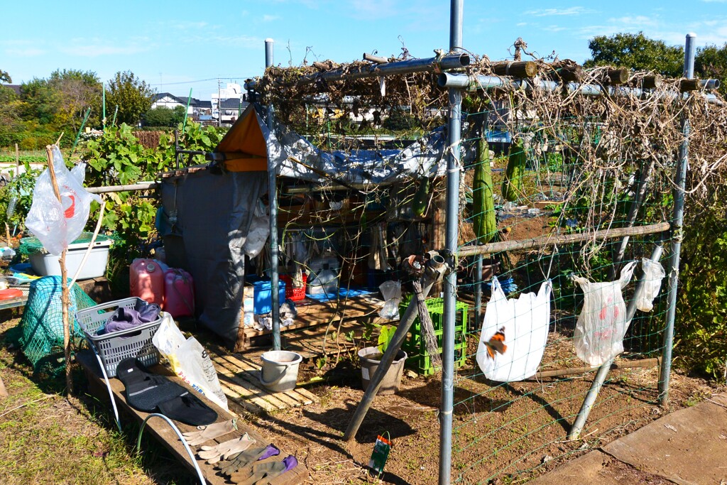 菜園・道具小屋と枯れたハヤトウリ