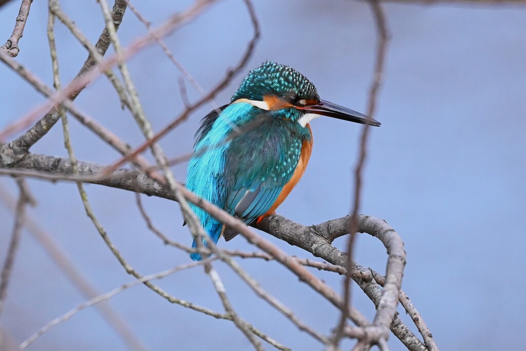 K川中流域・カワセミ♂