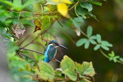都内S川・カワセミ♂若季節の中で・
