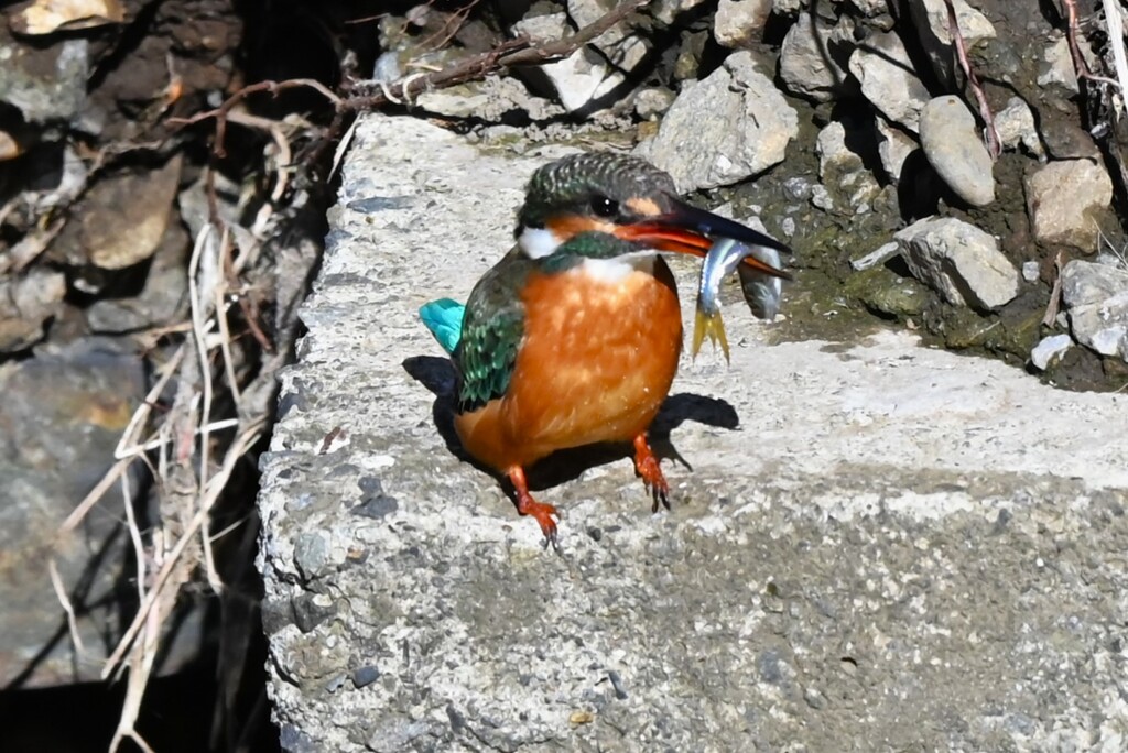 K川上流域・カワセミ♂若、大物ゲット 
