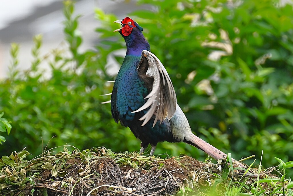 菜園・キジ♂ホロ打ち4点 