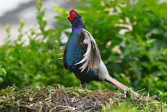 菜園・キジ♂ホロ打ち4点 