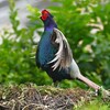 菜園・キジ♂ホロ打ち4点 