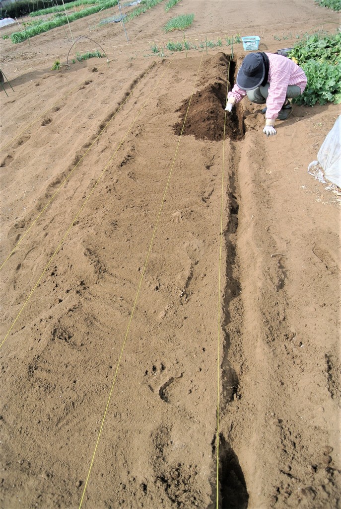 ジャガイモ植え付け風景