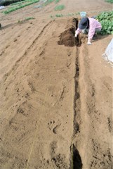 ジャガイモ植え付け風景