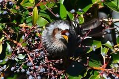 K川・トウネズミモチの実を食べるヒヨドリ