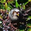 K川・トウネズミモチの実を食べるヒヨドリ