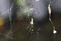ジョロウグモ・脱皮直後の♀を伺う♂