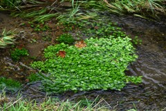 都内S川・セリの若芽