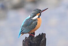 K川下流域・1月7日 (カワセミ♀若)