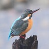 K川下流域・1月7日 (カワセミ♀若)