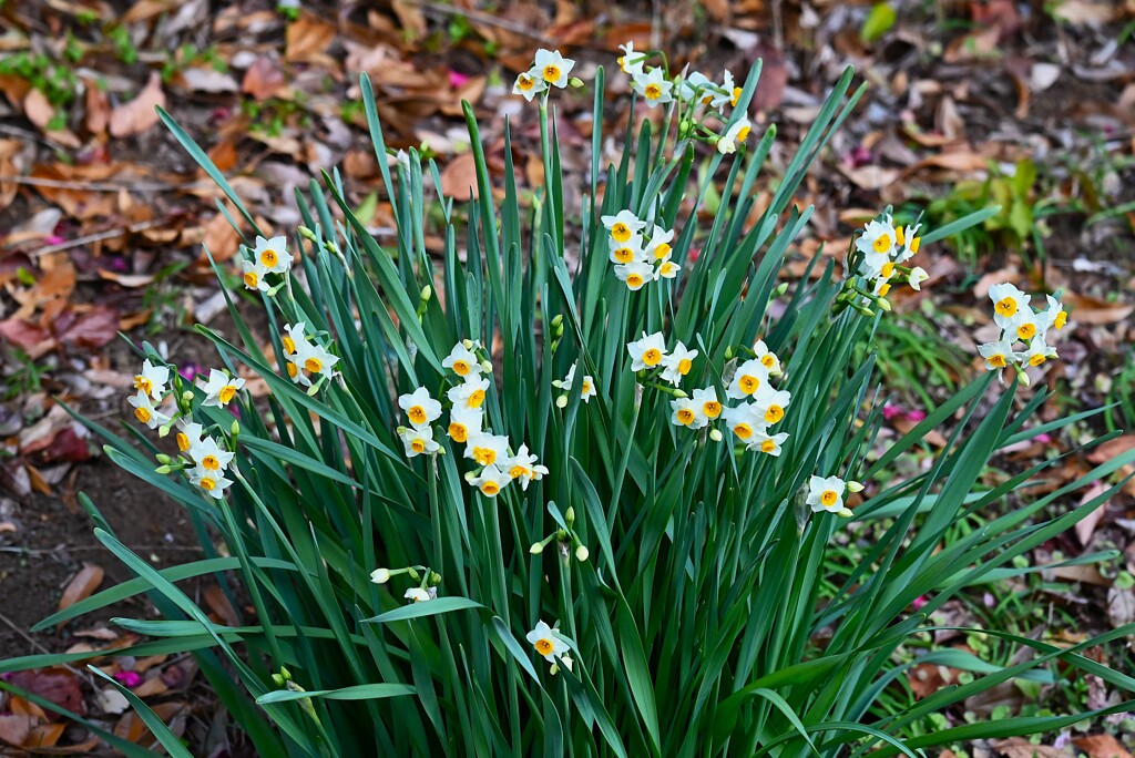 用水路・スイセンの花