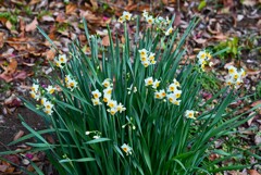用水路・スイセンの花