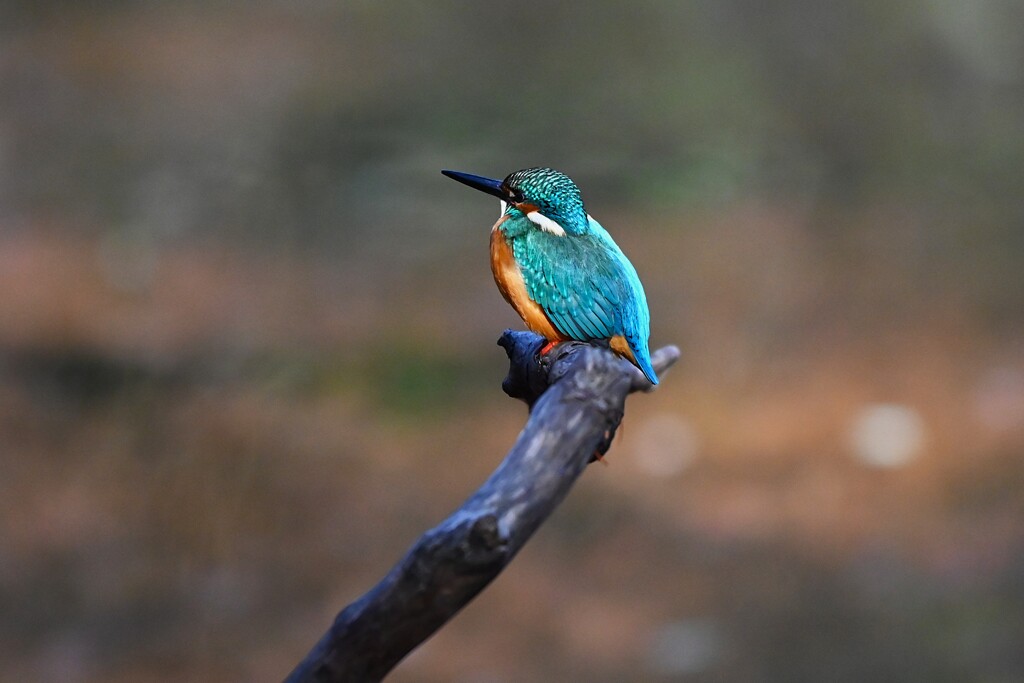 都内公園池・カワセミ♂