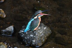 都内公園近くの川・カワセミ♀若（ペリット吐き）