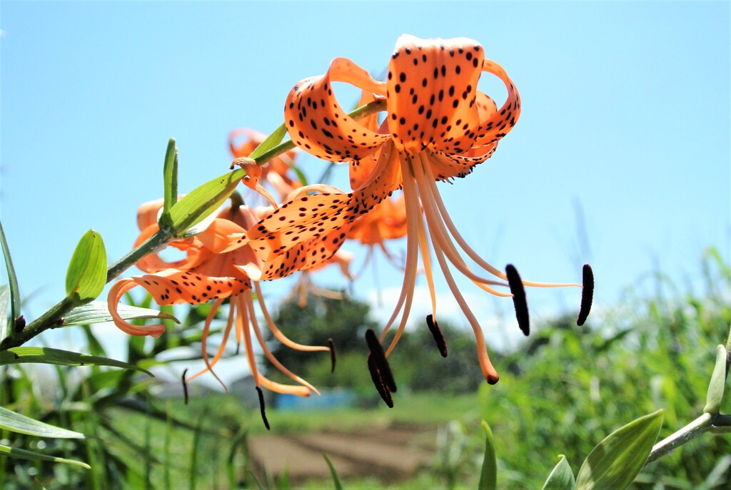 オニユリと草に埋もれた菜園