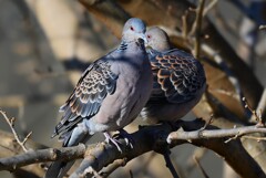 K川・長年連れ添うキジバト夫婦