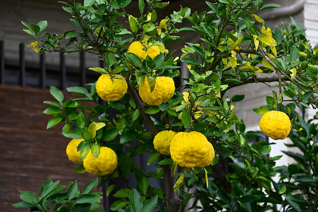 K川下流域・収穫時のオニユズ